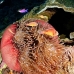 anemonefish_pink_mid_v_0705_png1240.jpg